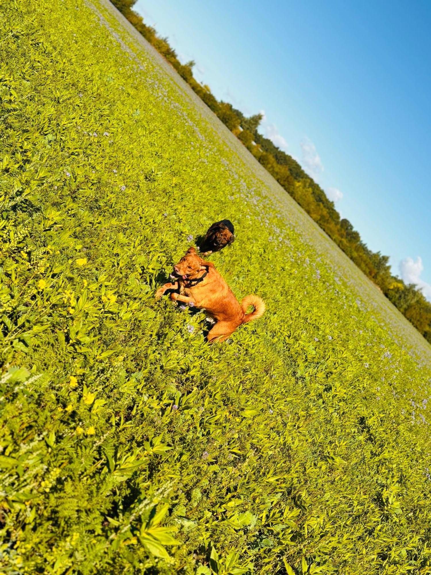 Ferienhaus Im Gruenen Pritzwalk Esterno foto